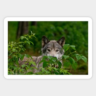 Grey Wolf Sticker